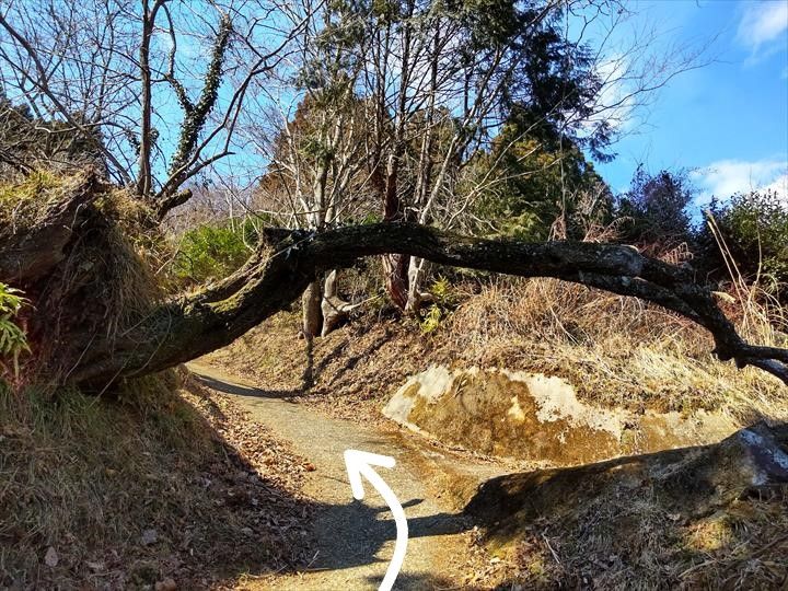 シダンゴ山・宮地山 登山道