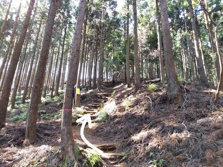 シダンゴ山・宮地山 登山道