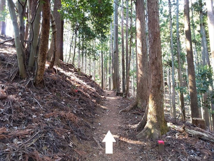 シダンゴ山・宮地山 登山道