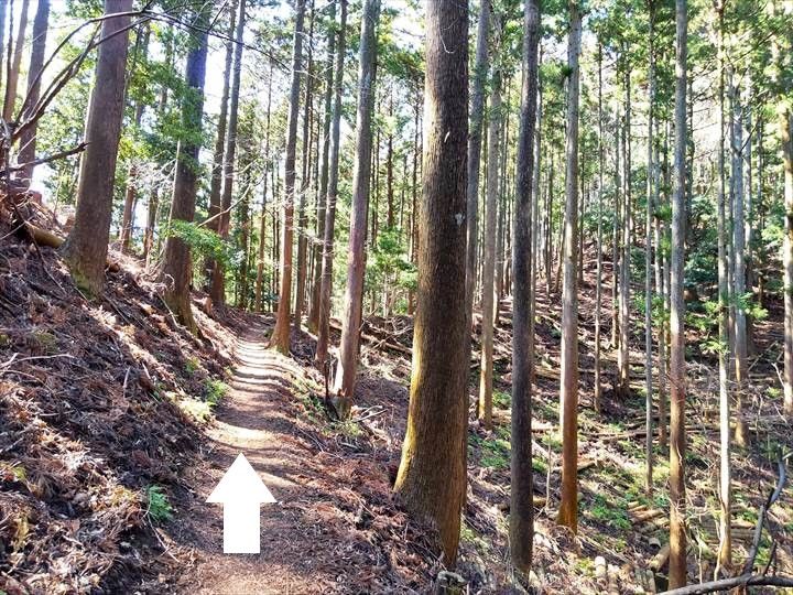 シダンゴ山・宮地山 登山道