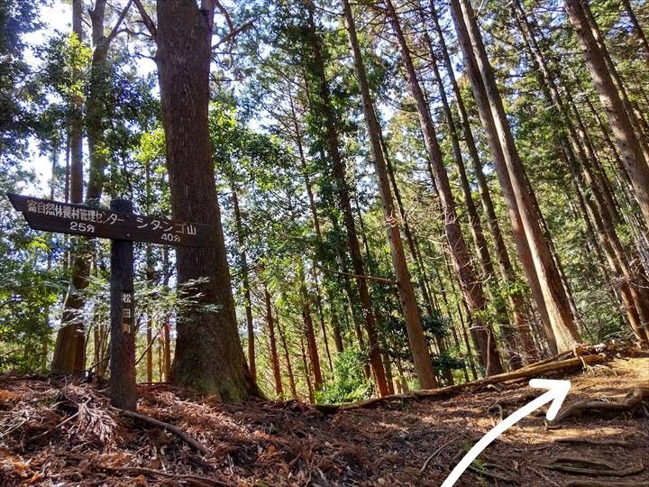 シダンゴ山・宮地山 登山道