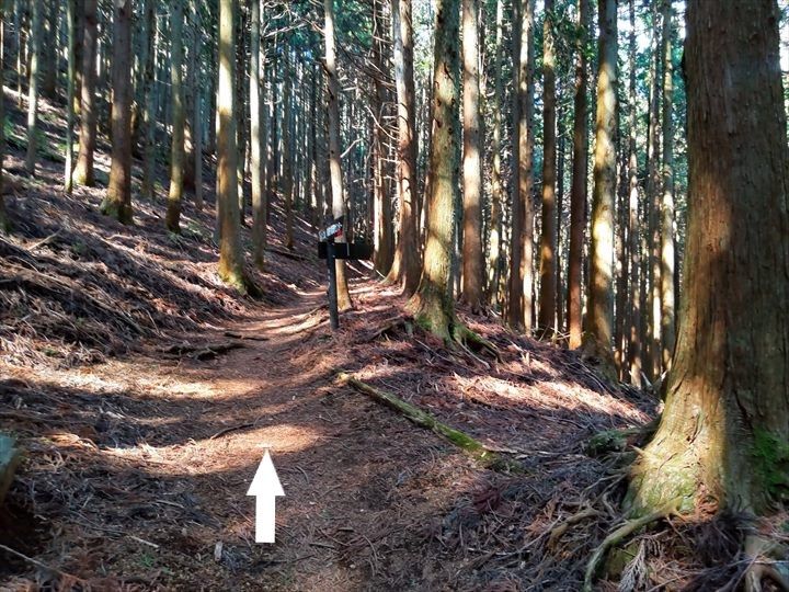 シダンゴ山・宮地山 登山道