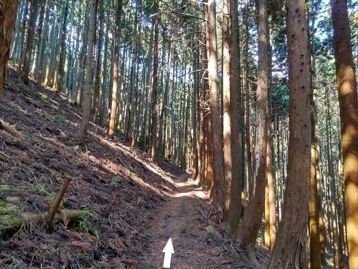 シダンゴ山・宮地山 登山道