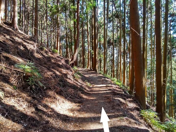 シダンゴ山・宮地山 登山道