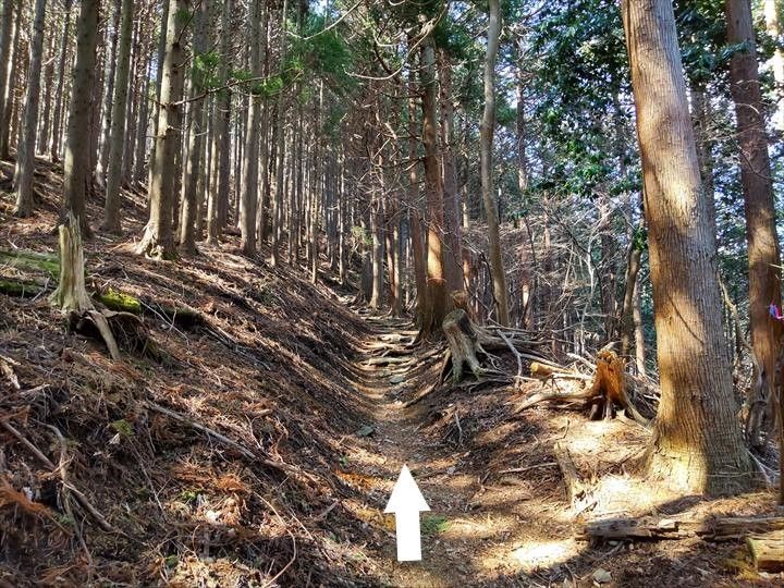 シダンゴ山・宮地山 登山道