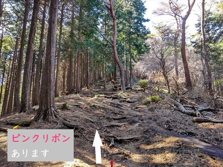 シダンゴ山・宮地山 登山道