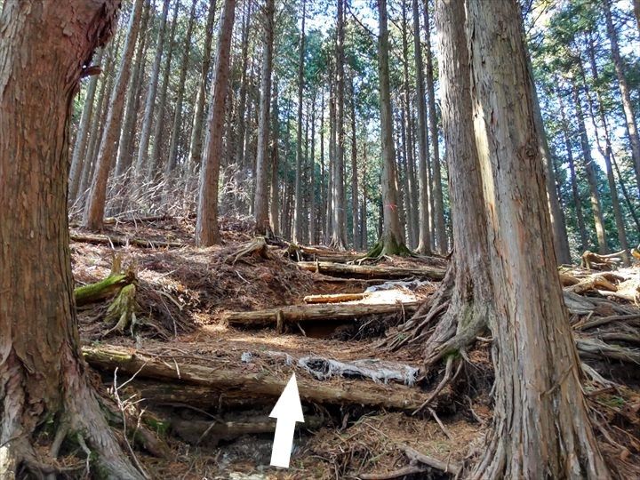 シダンゴ山・宮地山 登山道