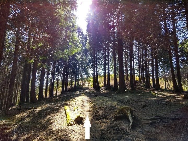 シダンゴ山・宮地山 登山道