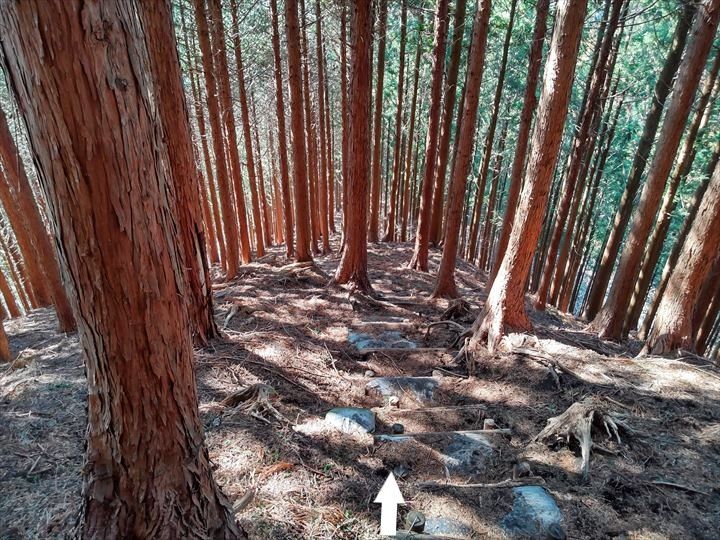 シダンゴ山・宮地山 登山道