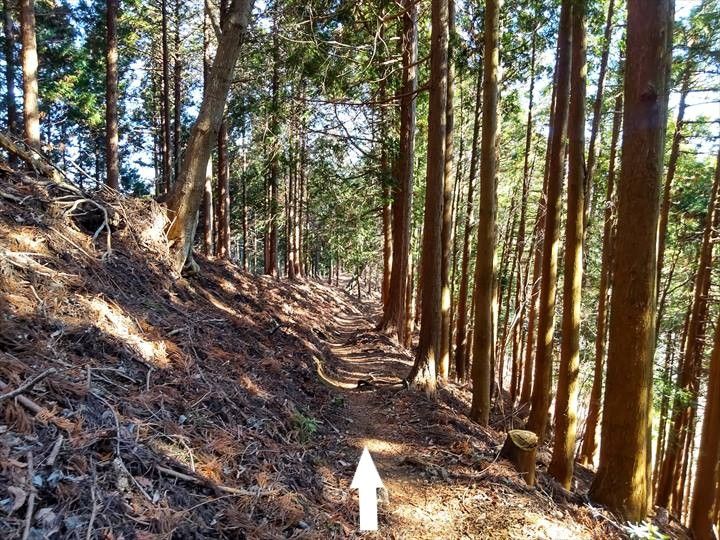 シダンゴ山・宮地山 登山道