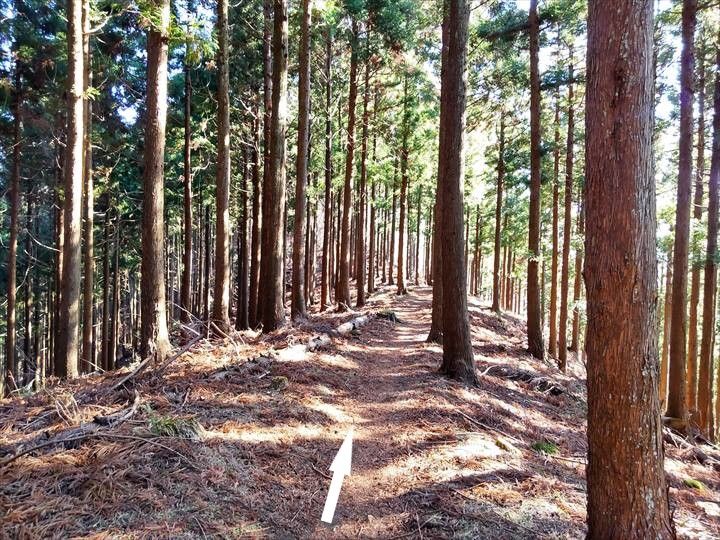 シダンゴ山・宮地山 登山道