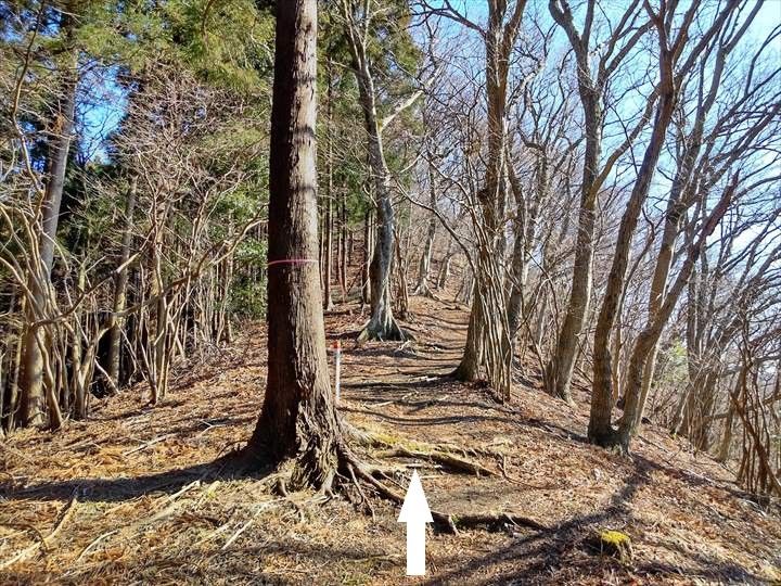 シダンゴ山・宮地山 登山道