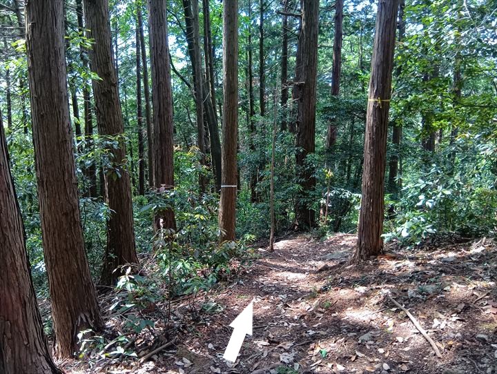 石尊山～臼入山(官ノ倉峠～不動沢の頭)