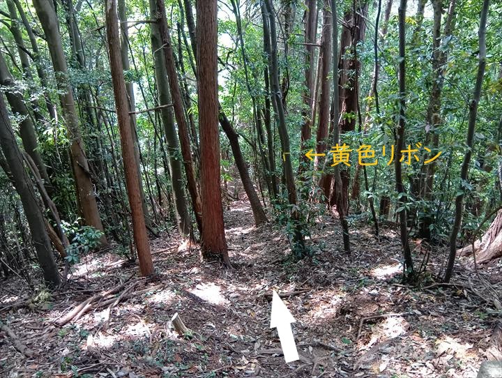 石尊山～臼入山(官ノ倉峠～不動沢の頭)