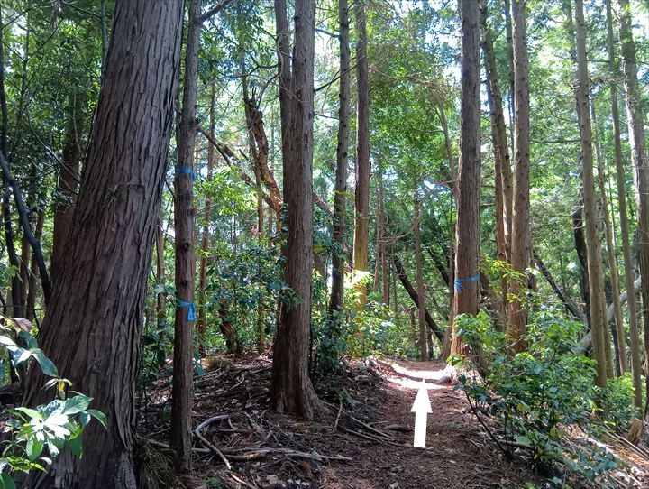 石尊山～臼入山(官ノ倉峠～不動沢の頭)