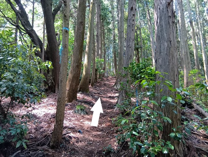 石尊山～臼入山(官ノ倉峠～不動沢の頭)