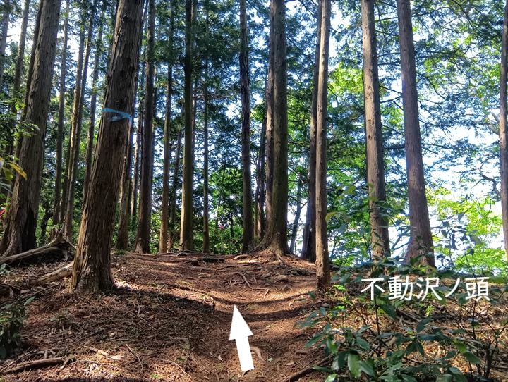 石尊山～臼入山(官ノ倉峠～不動沢の頭)
