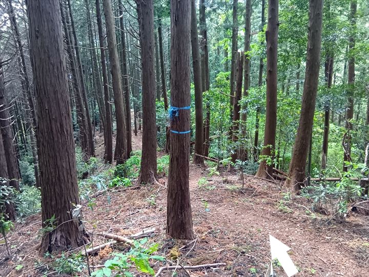 石尊山～臼入山(烏森山～天ノ峰)