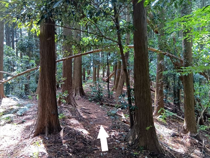 石尊山～臼入山(烏森山～天ノ峰)