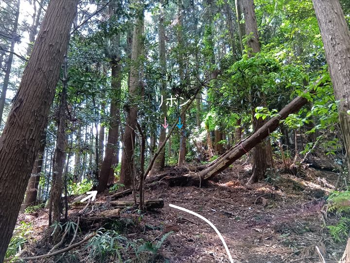 石尊山～臼入山(烏森山～天ノ峰)