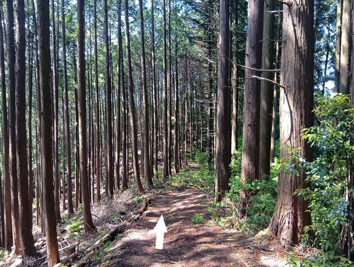 石尊山～臼入山(天ノ峰～臼入山)