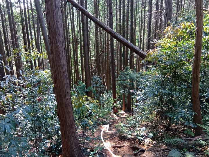 石尊山～臼入山(天ノ峰～臼入山)