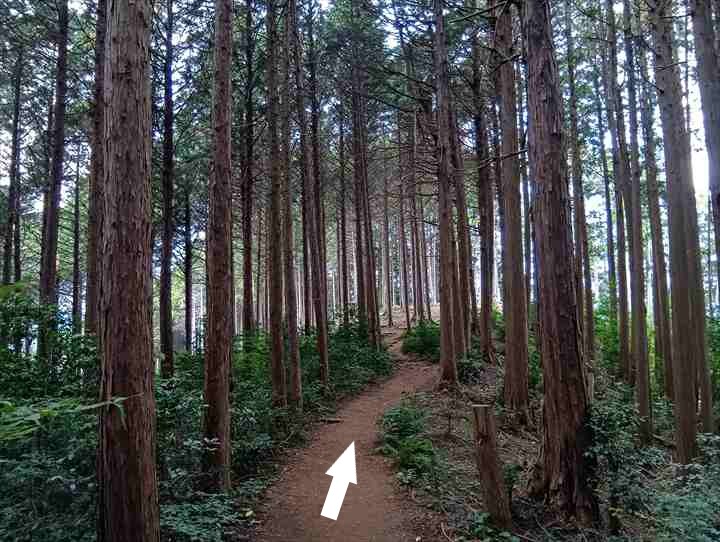大高取山(西山高取~大高取山)
