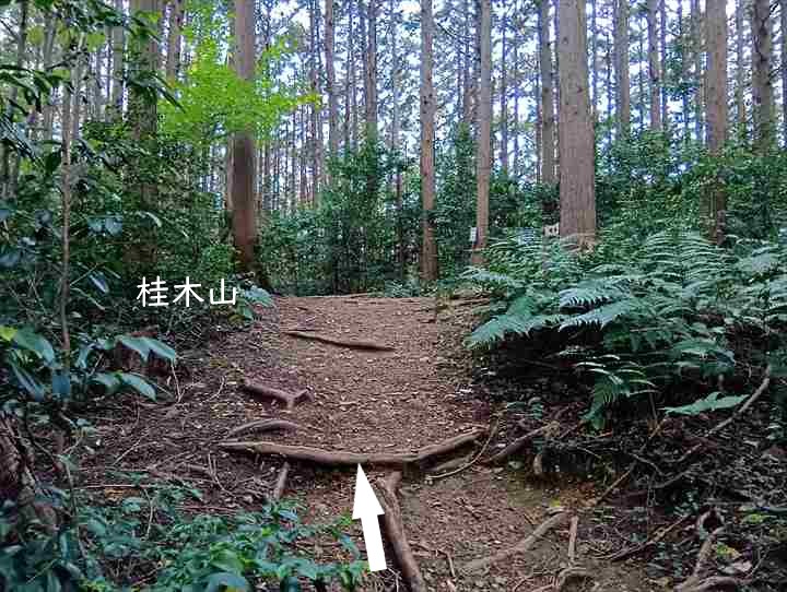 大高取山(大高取山~幕岩展望台)