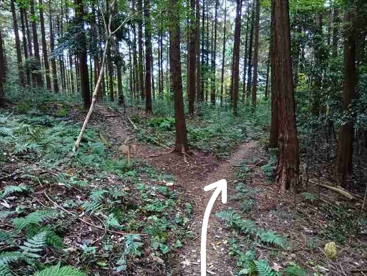 大高取山(大高取山~幕岩展望台)