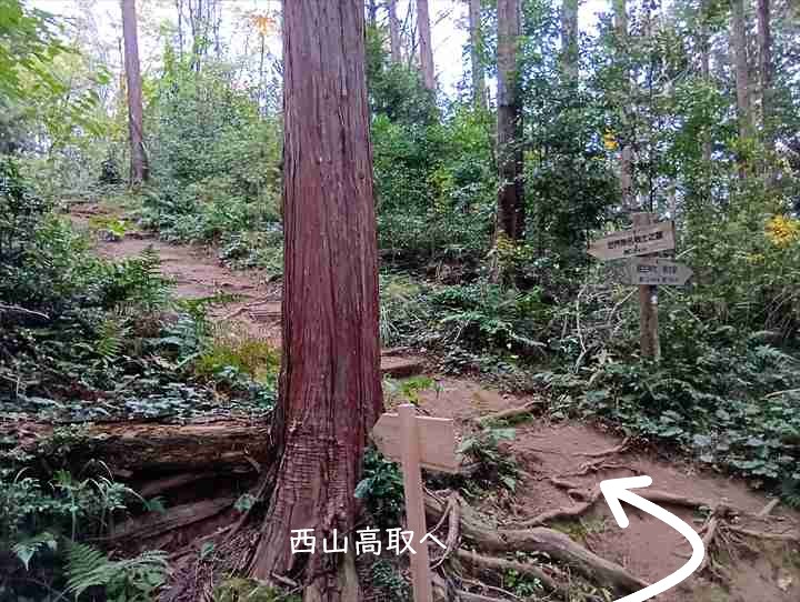 大高取山(幕岩展望台~町役場P)