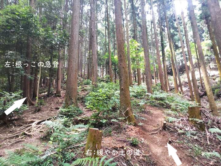 大高取山(P~西山高取)
