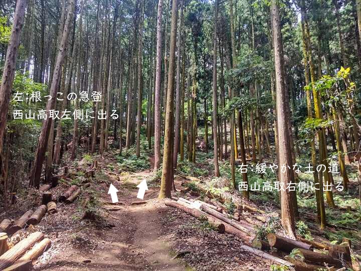 大高取山(P~西山高取)