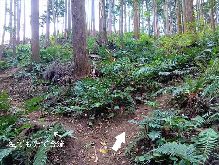 大高取山(P~西山高取)