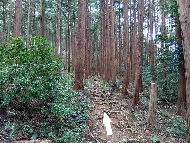 大高取山(西山高取~大高取山)