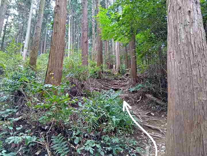 大高取山(西山高取~大高取山)