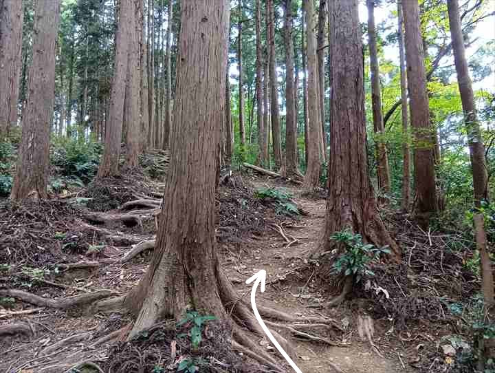 大高取山(西山高取~大高取山)