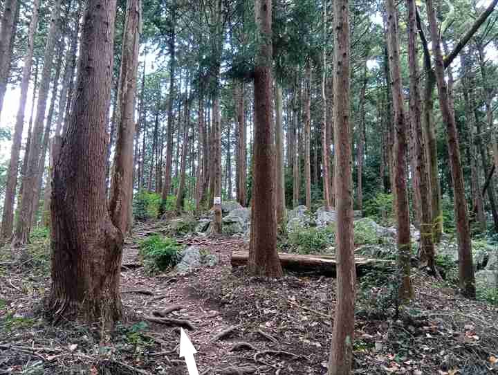 大高取山(西山高取~大高取山)