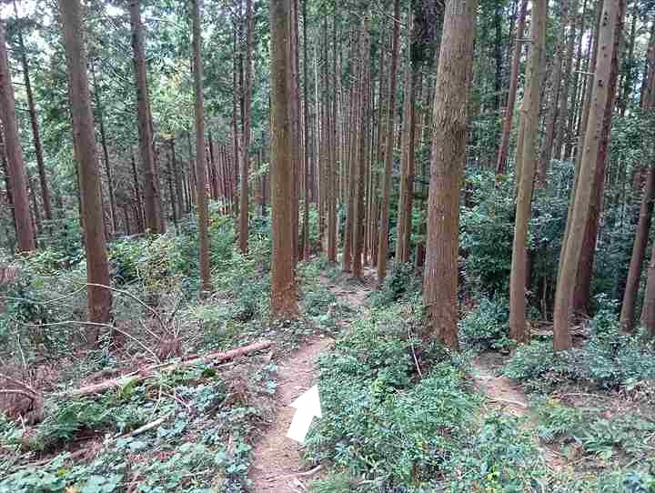 大高取山(西山高取~大高取山)