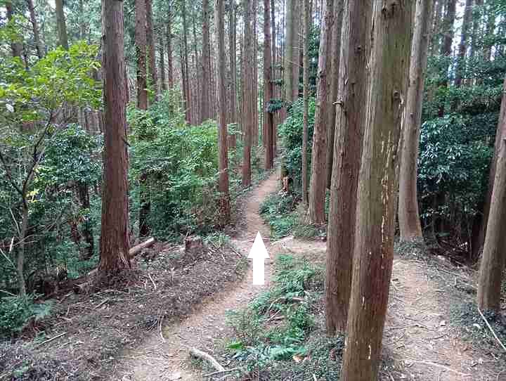 大高取山(西山高取~大高取山)