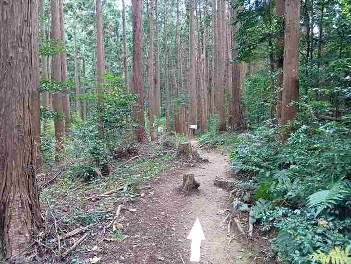 大高取山(西山高取~大高取山)