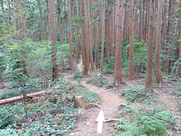 大高取山(西山高取~大高取山)
