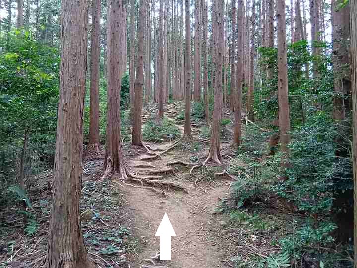 大高取山(西山高取~大高取山)