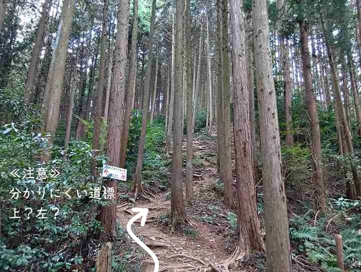 大高取山(西山高取~大高取山)