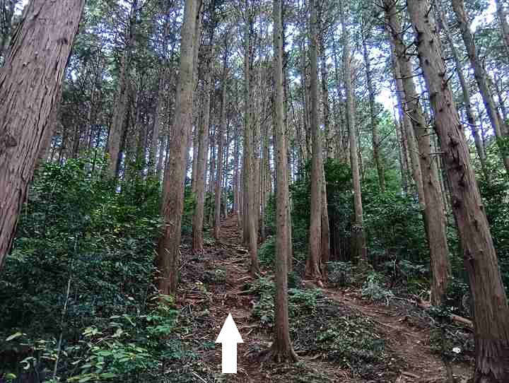 大高取山(西山高取~大高取山)